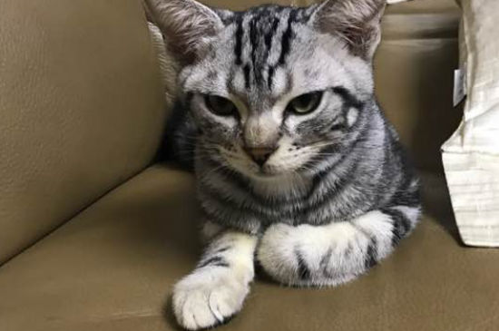 猫腿扭伤了多久能恢复