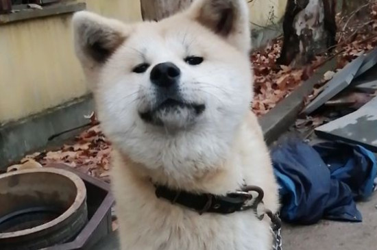 狗多少度怕冷
