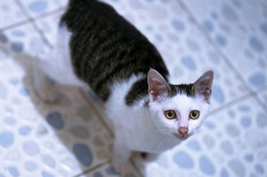为什么不能喂流浪猫