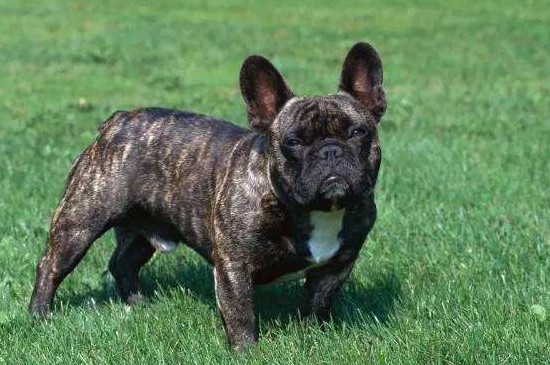 法国斗牛犬好养吗，饮食要求不高好打理很好饲养