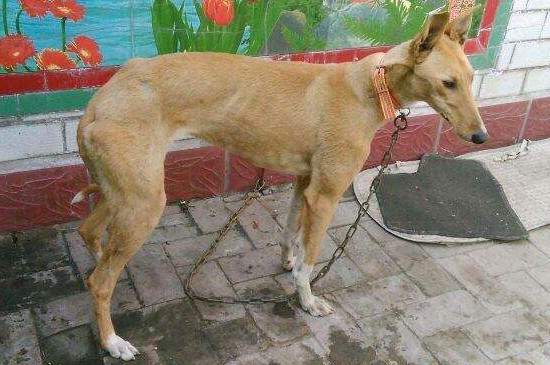 格力犬几个月就不长了，格力犬在11个月大时停止生长