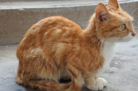 橘猫瘦怎么办