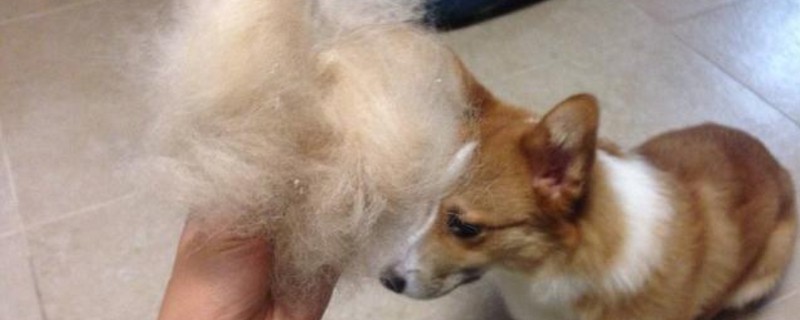 柯基犬的缺点