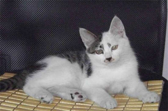 剪了猫的胡子猫死了