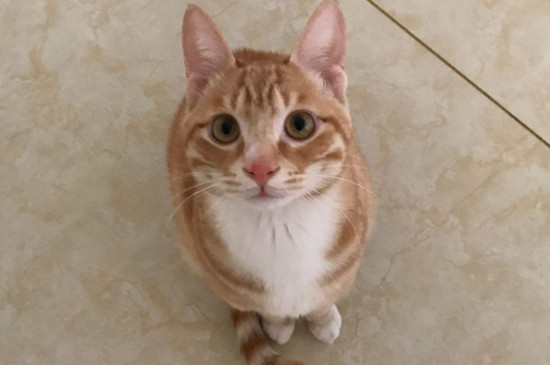 怎么让橘猫长胖