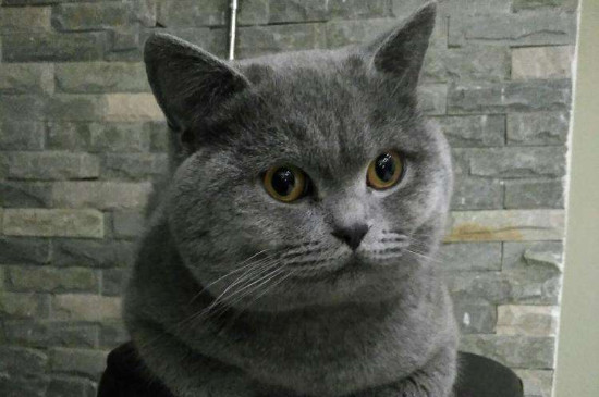 英短蓝猫有白色杂毛
