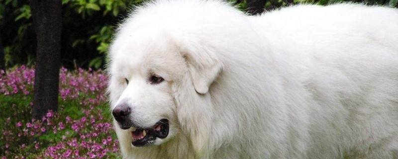 大白熊犬怎么没人养