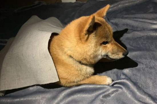狗狗突然小便频繁