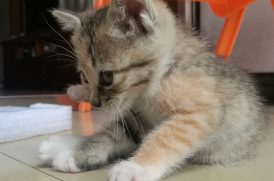 猫肚子里有虫子的表现