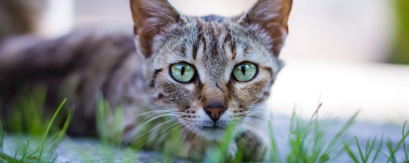 猫吃完东西多久拉屎
