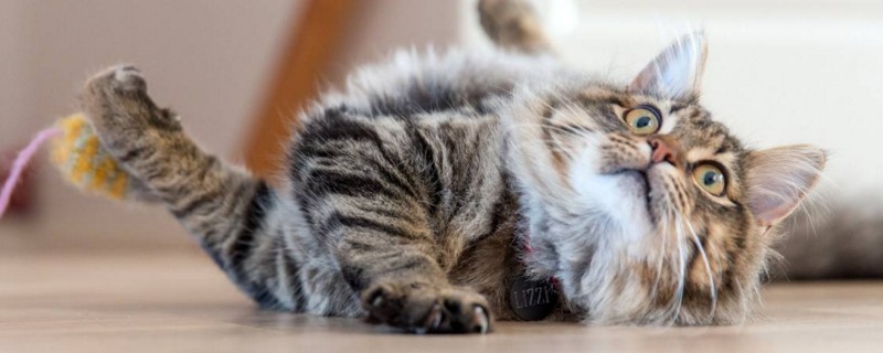 猫死了怎么处理