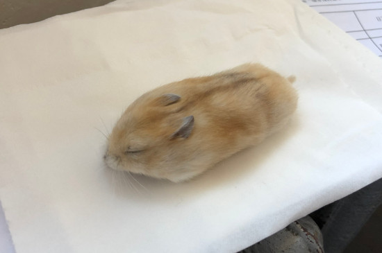 冬天仓鼠冬眠吗