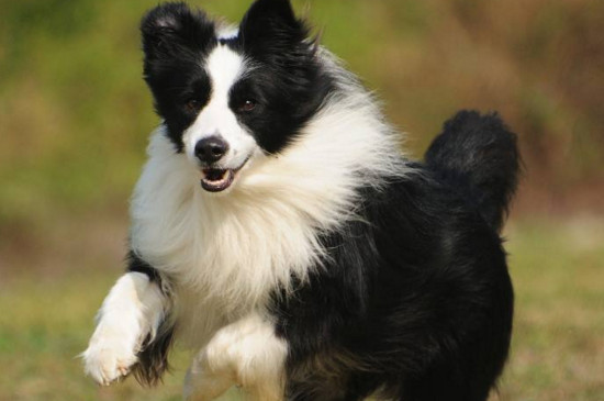 边境牧羊犬掉毛怎么办