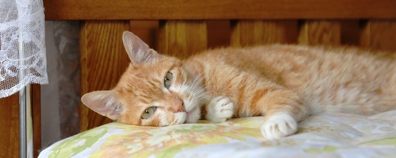 猫突然后腿无力拖着走