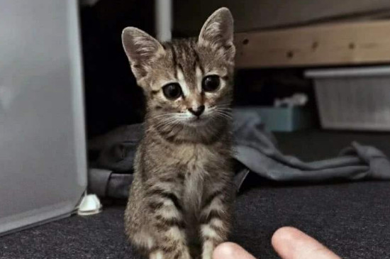 养猫镇宅原因