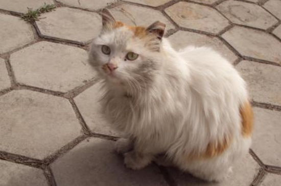 流浪猫走了还会回来吗