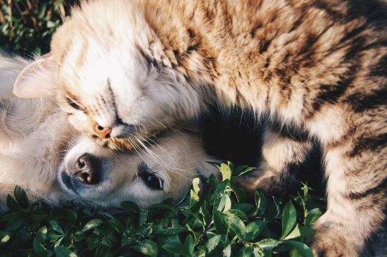 猫吃驱虫药后的反应