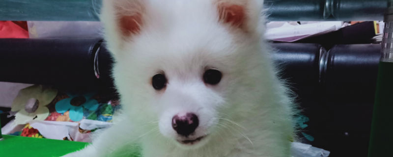 狗狗吃了桃核能消化吗