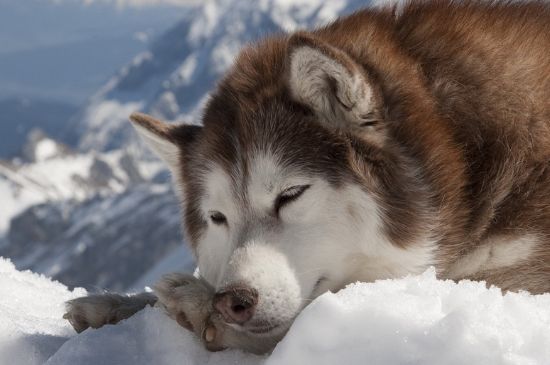 被狗狗抓伤怎么办，应立即清洗消毒并打狂犬疫苗