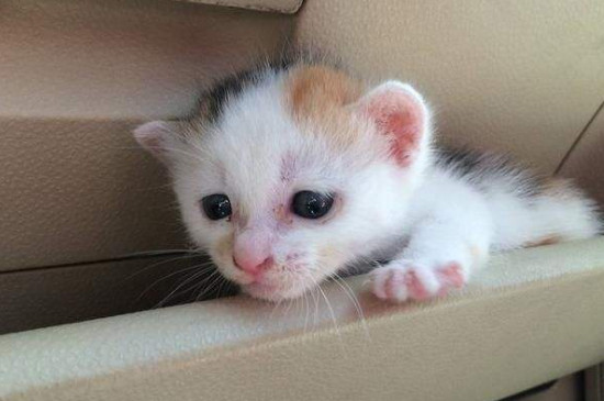幼猫在多少度会冷