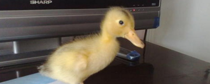 能在家养鸭子当宠物嘛