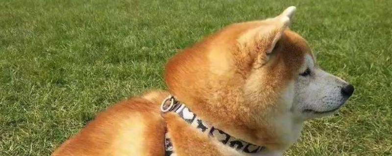 柴犬丢了一般会躲哪里