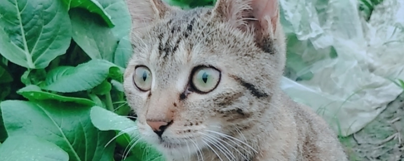 晚上被猫跟着预示什么