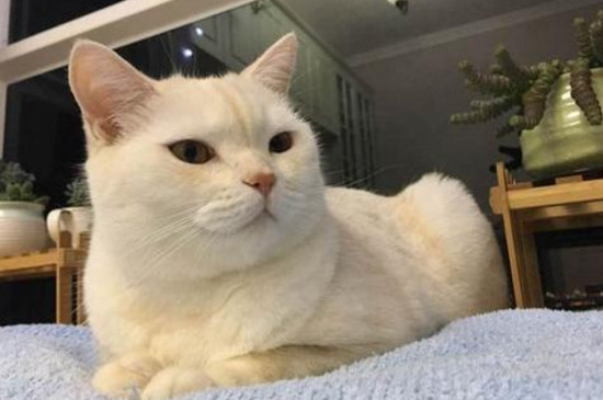 猫中毒能活多久
