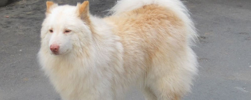 狗用鼻子埋东西的原因