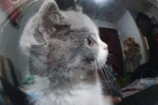 猫多长时间洗一次澡