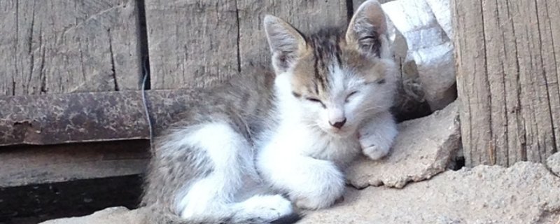 猫为啥对着主人眯眼