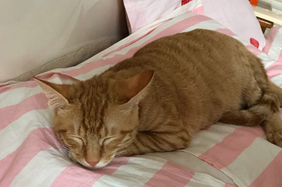 猫鼻支流眼泪怎么办