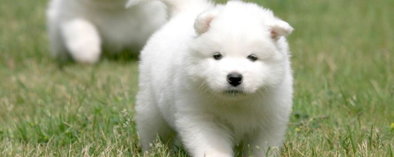 狗狗肠炎拉血怎么办