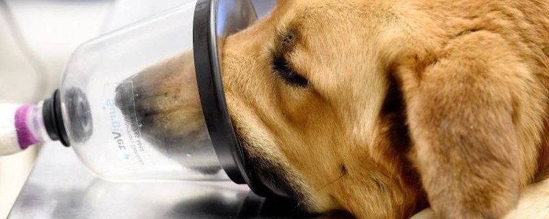 狗狗绝育的坏处