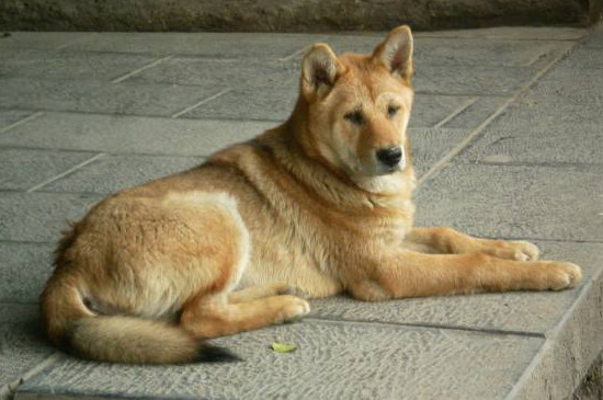 土狗和宠物狗的区别