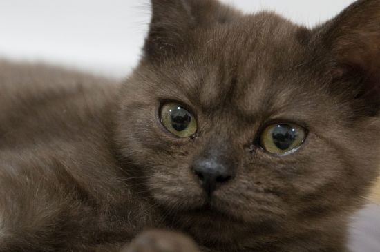 猫能吃骨头吗