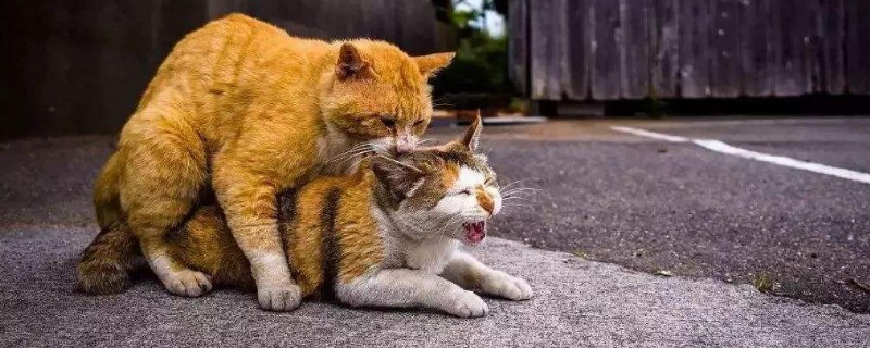 如何抑制母猫发情
