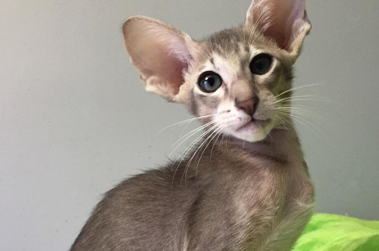 猫喜欢室友多过主人怎么办
