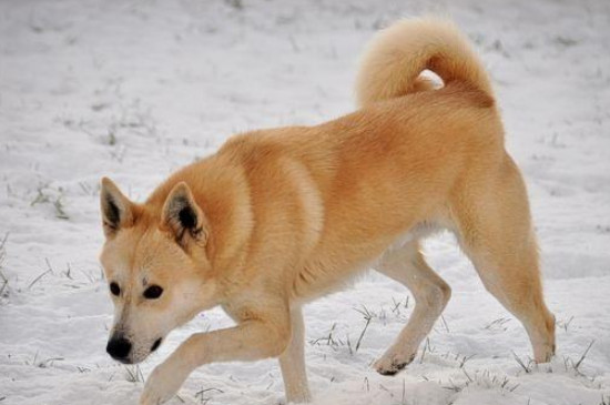 卡南犬值多少钱一只，卡南犬图片和价格信息