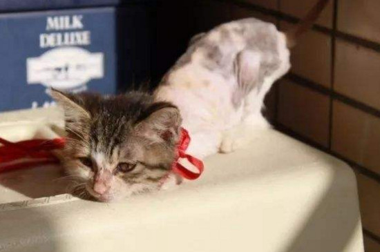 猫咪身上有毛怕冷吗