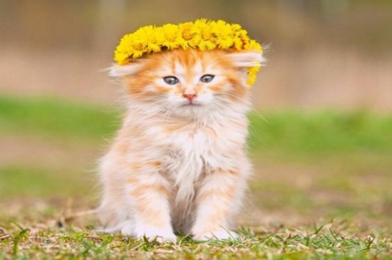 猫划伤出血要打针吗