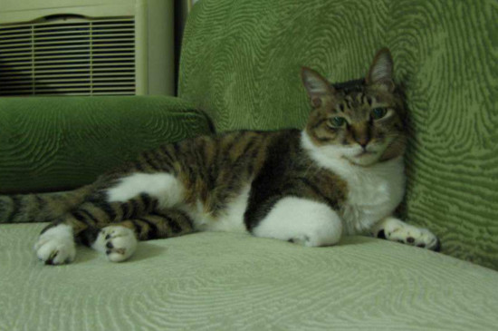 猫咪挑食怎么办，怎样改掉猫咪挑食的毛病