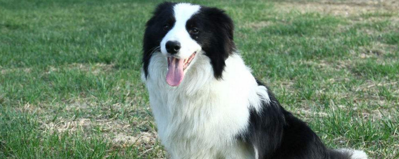 牧羊犬为什么会牧羊