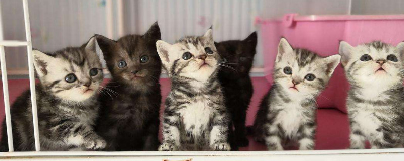 猫性格很好的表现