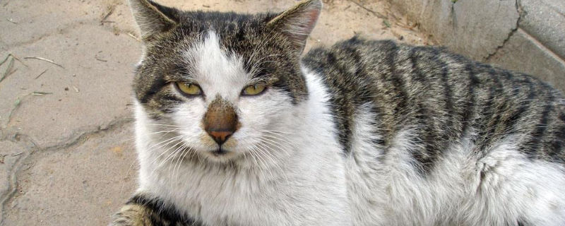 猫刚生完会马上怀孕吗