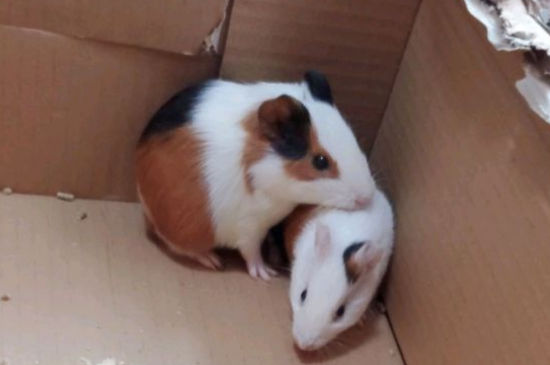荷兰猪咬人用打疫苗吗