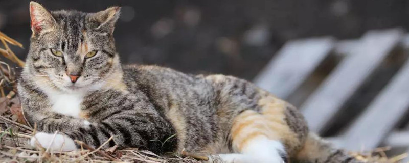 野猫能养吗