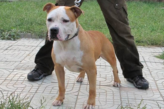 斯塔福犬的缺点，杀伤力大容易伤人导致不适合家养