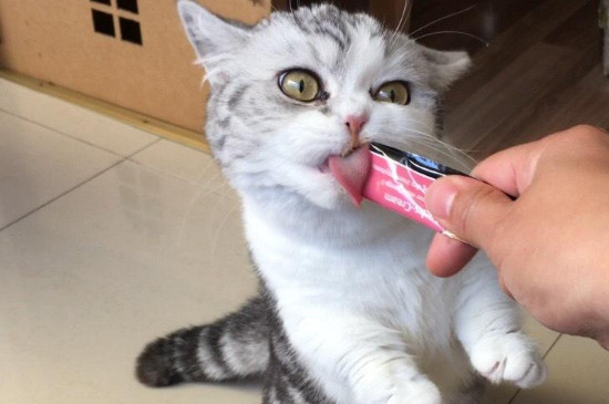 家养猫一般是什么品种