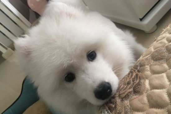 狗狗不舒服有哪些症状